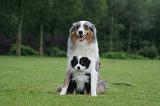 BERGER AUSTRALIEN - ADULT & PUPPY 106